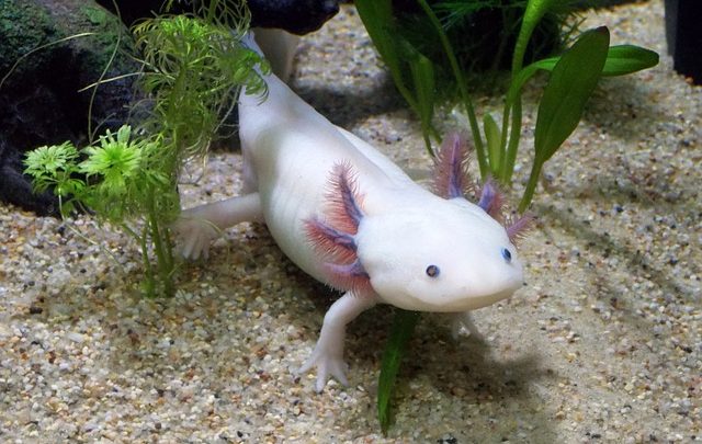l’axolotl