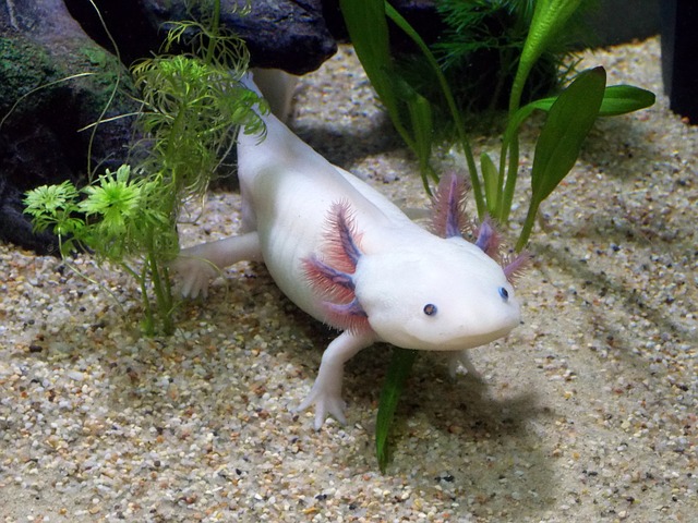 l’axolotl